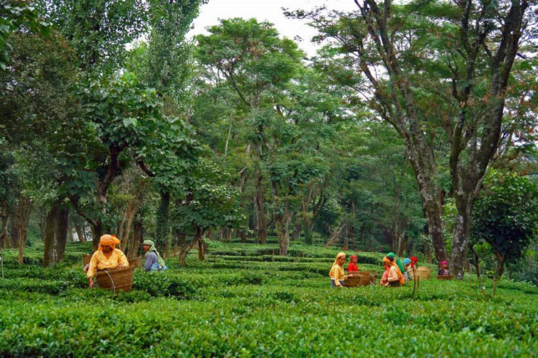 Palampur Tea Gardens